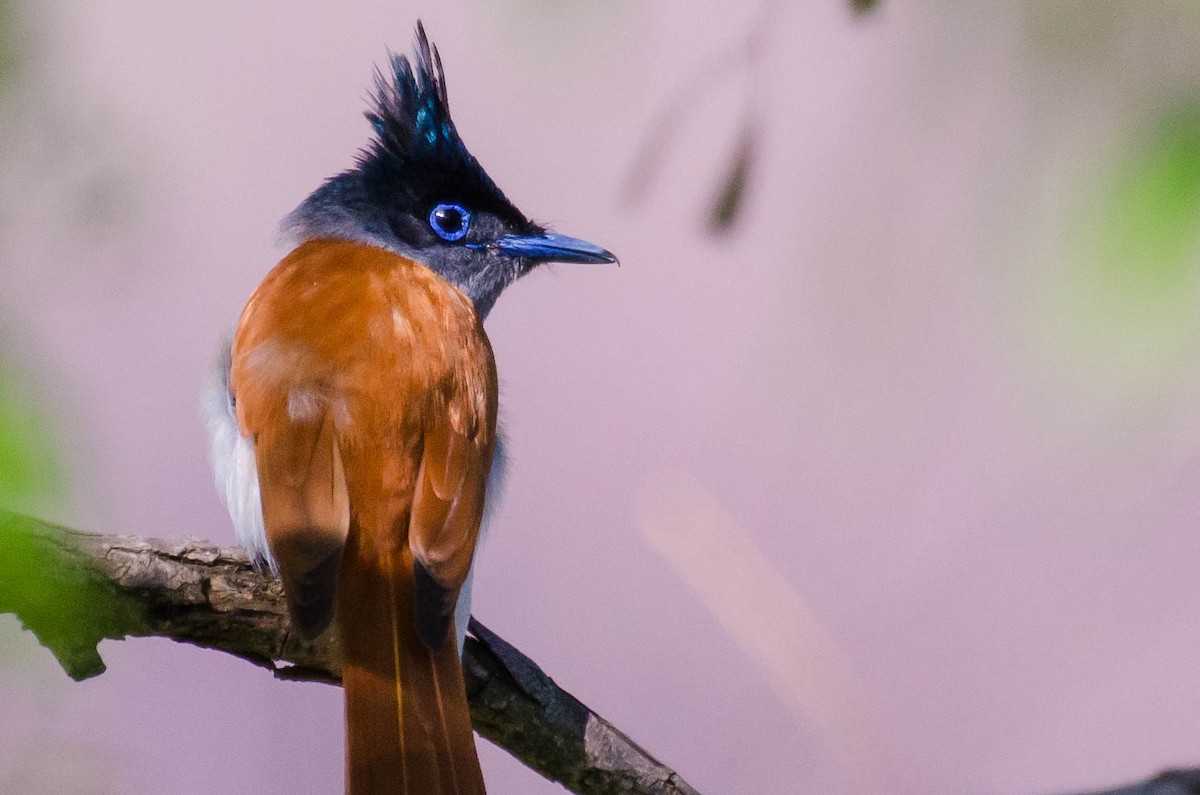 Indian Paradise-Flycatcher - ML266977661