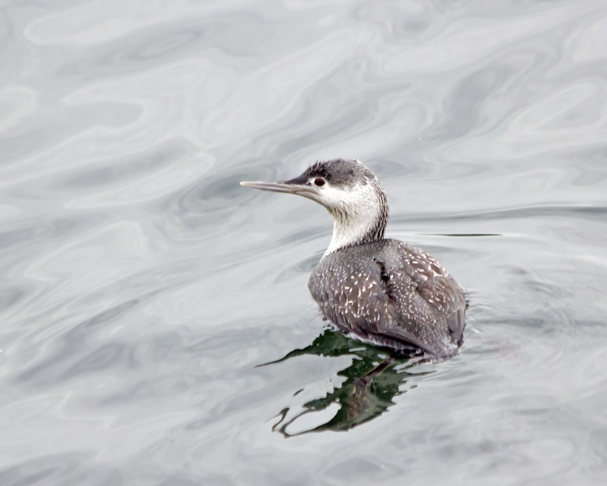 Red-throated Loon - ML266977781