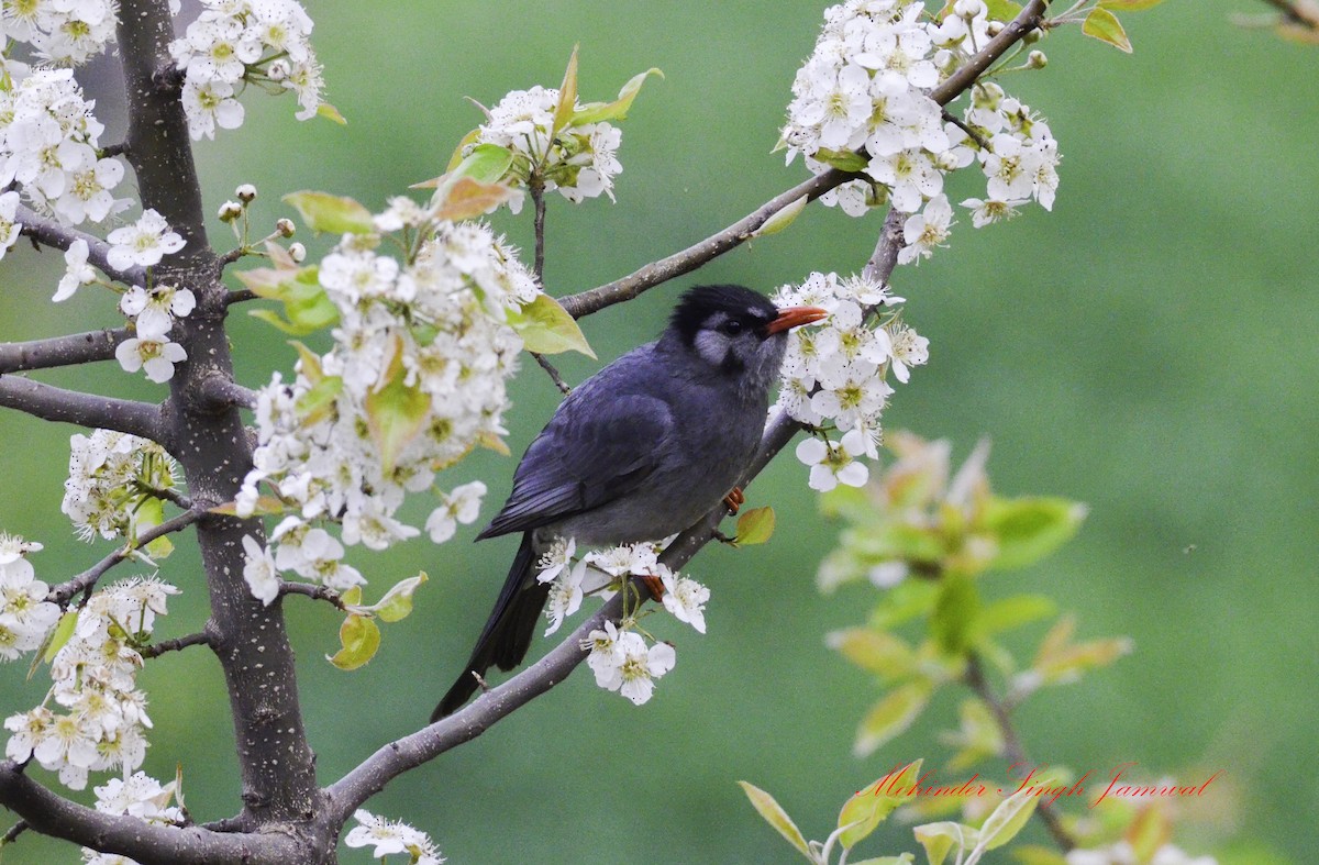 Black Bulbul - ML266977831