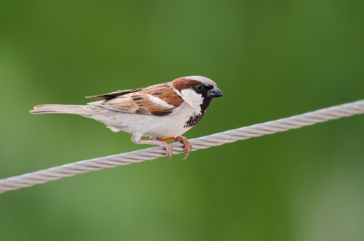 House Sparrow - ML266977861
