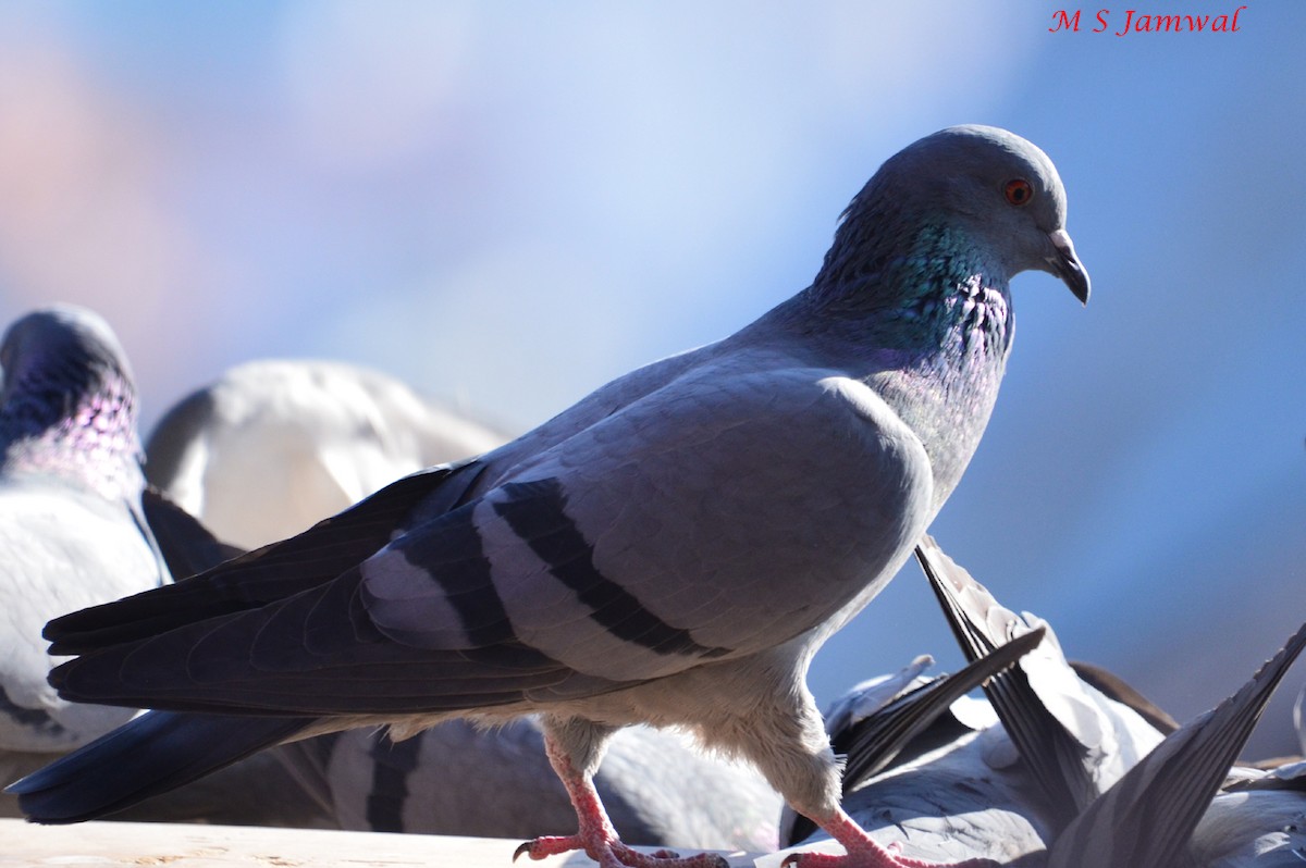 Rock Pigeon (Feral Pigeon) - ML266977871