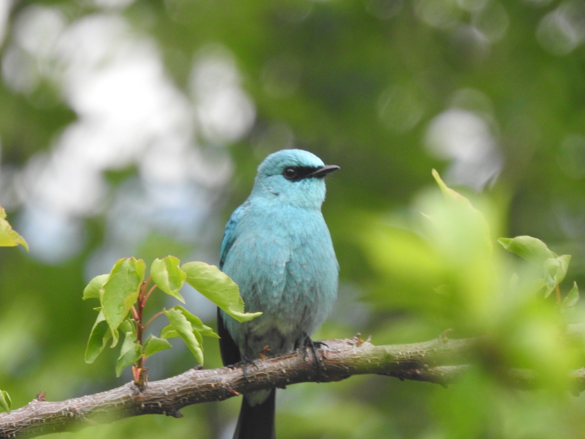 Verditer Flycatcher - ML266977911