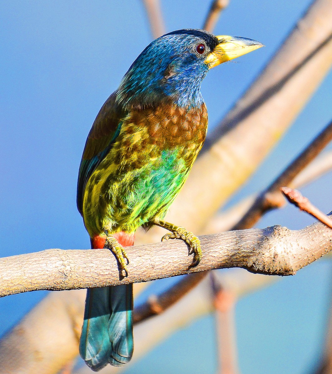 Great Barbet - ML266978341