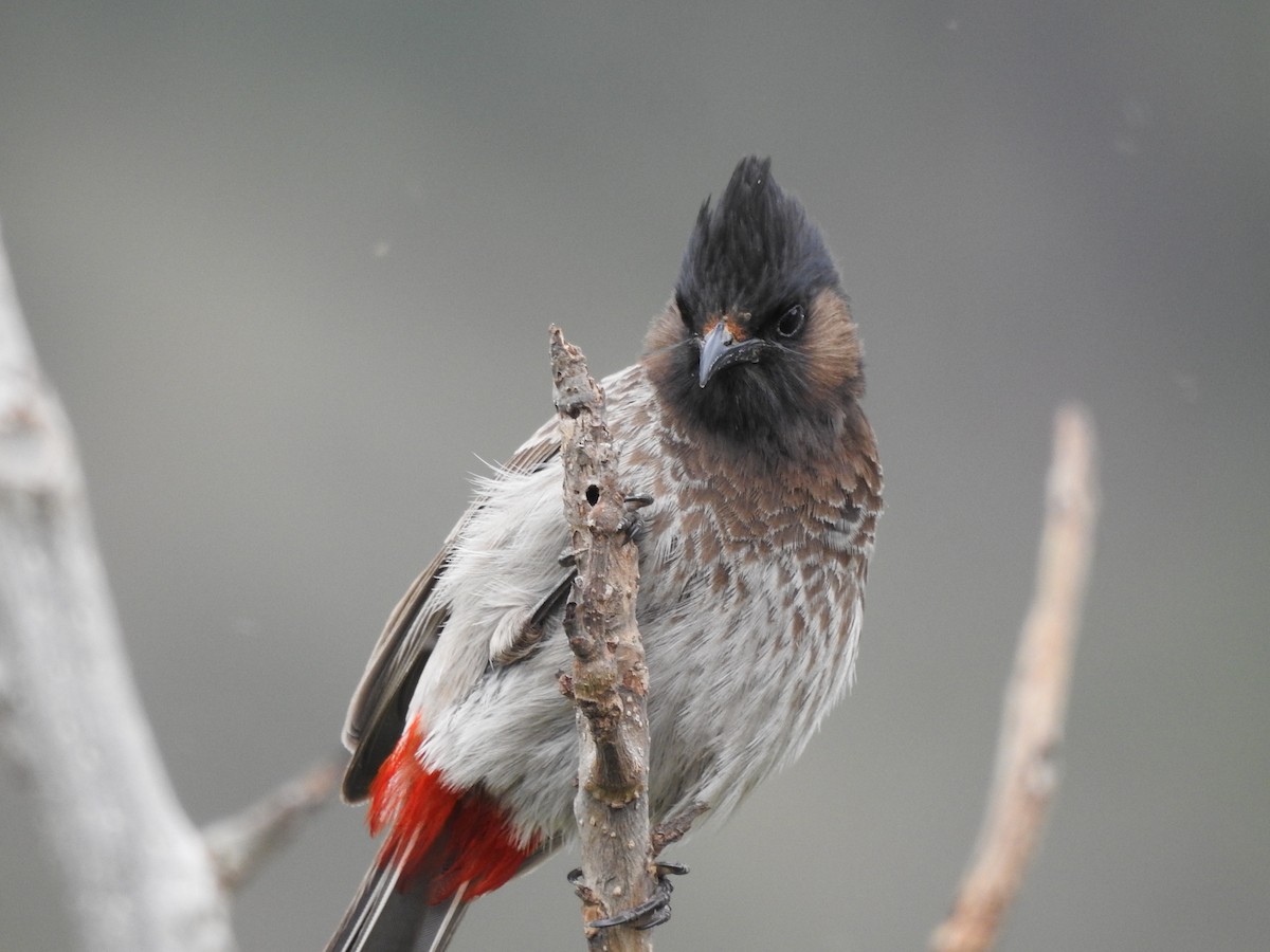 Red-vented Bulbul - ML266978361