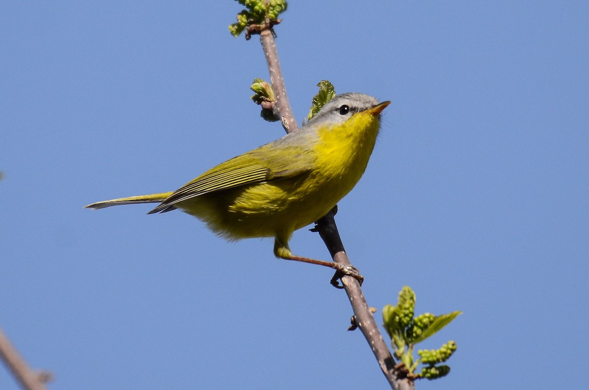 Gray-hooded Warbler - ML266978901