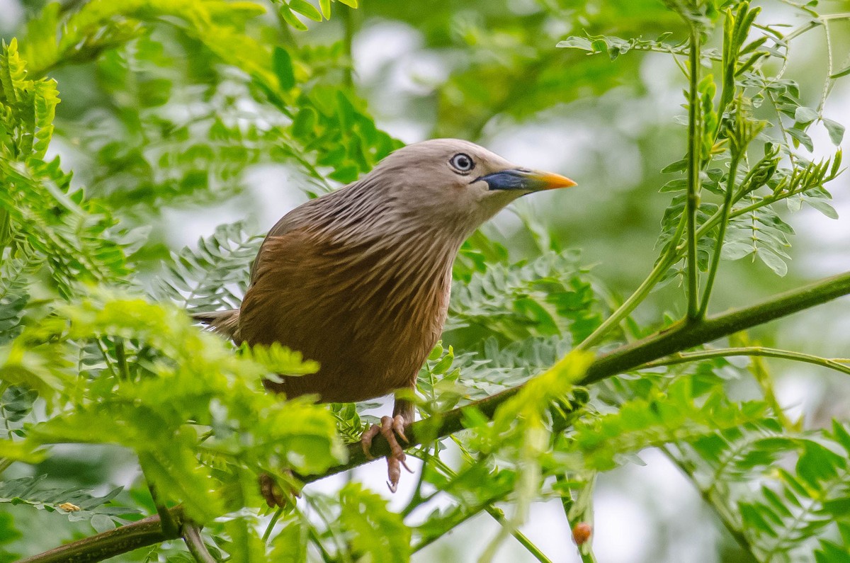 Chestnut-tailed Starling - ML266979111
