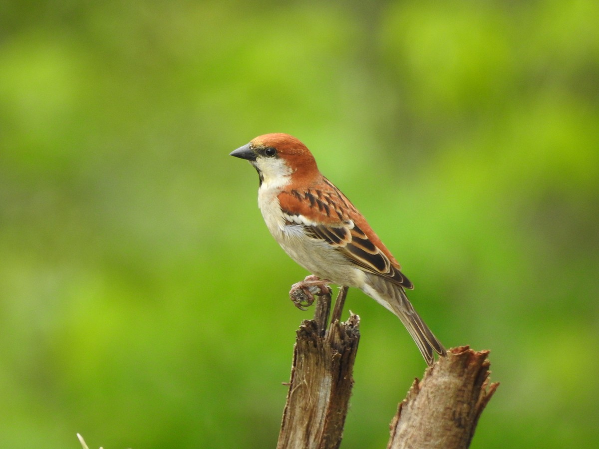 Russet Sparrow - ML266979121