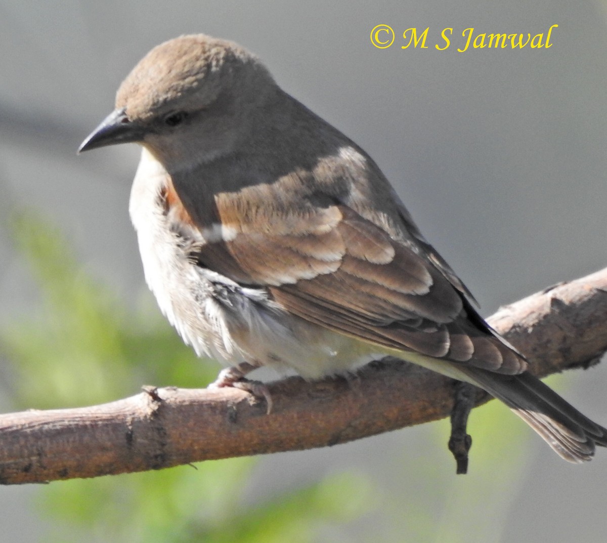 Russet Sparrow - ML266979201