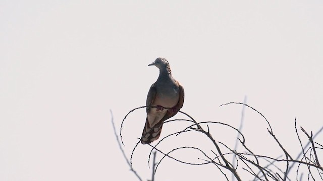 Bar-shouldered Dove - ML266979361