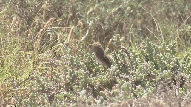 White-winged Fairywren - ML266980941