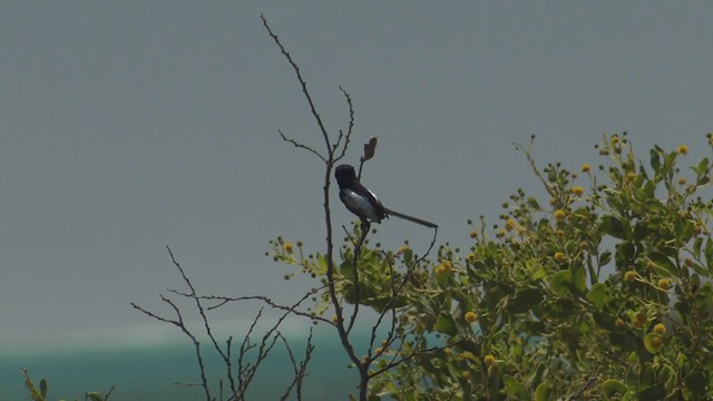 White-winged Fairywren - ML266980961