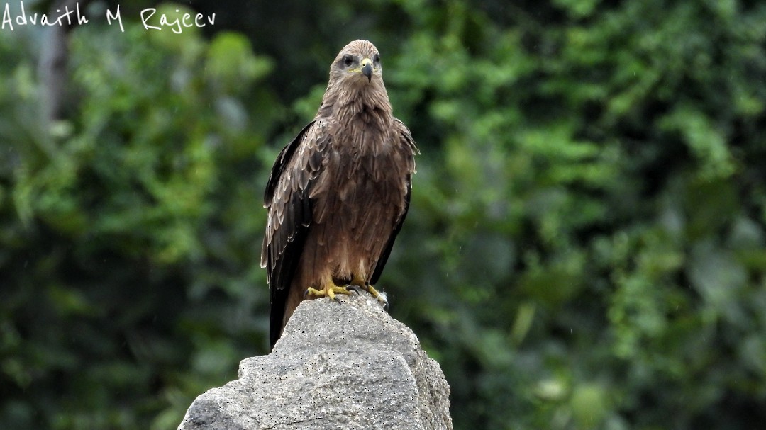 Black Kite - Rajeev Magadi