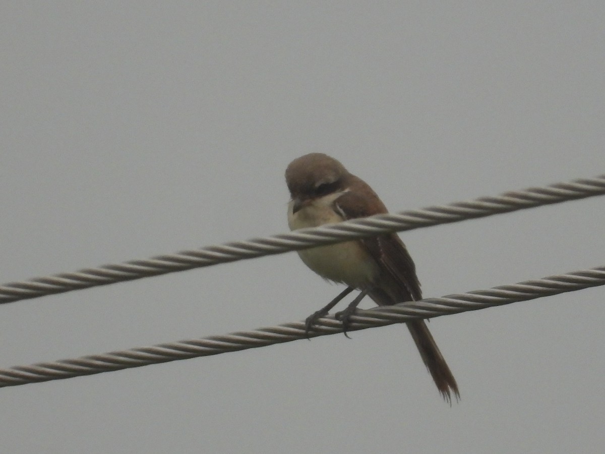 Brown Shrike - ML266981601