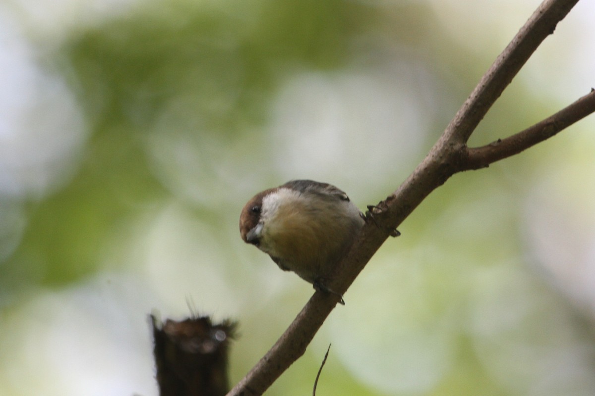 Brown-headed Nuthatch - ML266982331