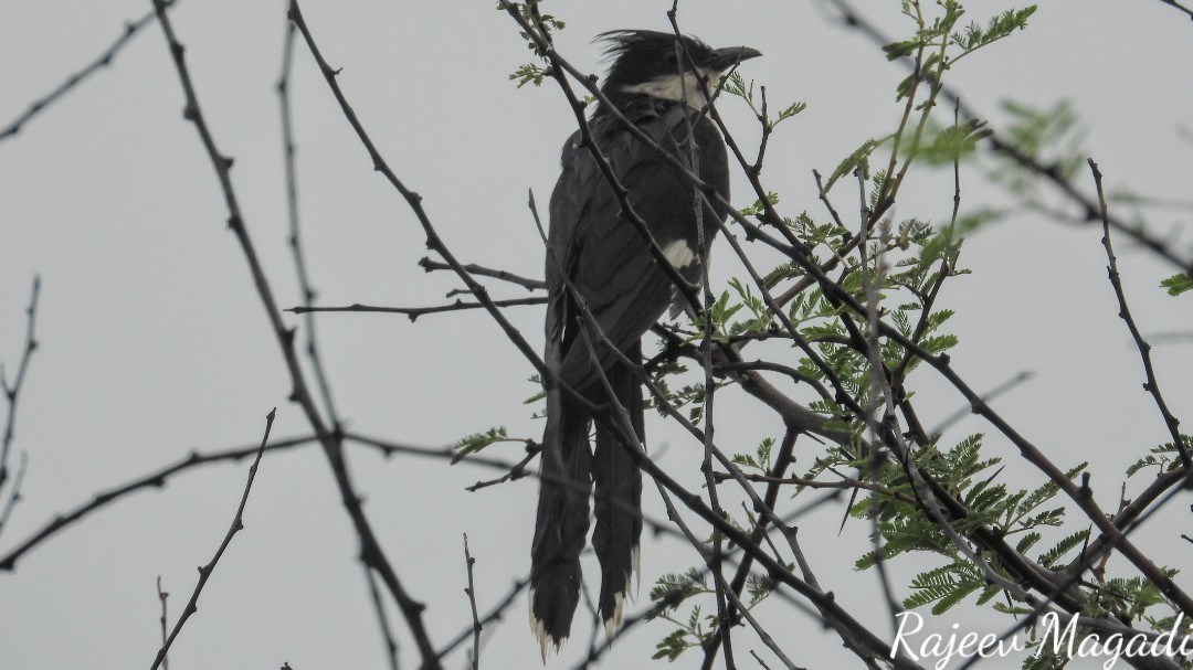 Pied Cuckoo - ML266982351