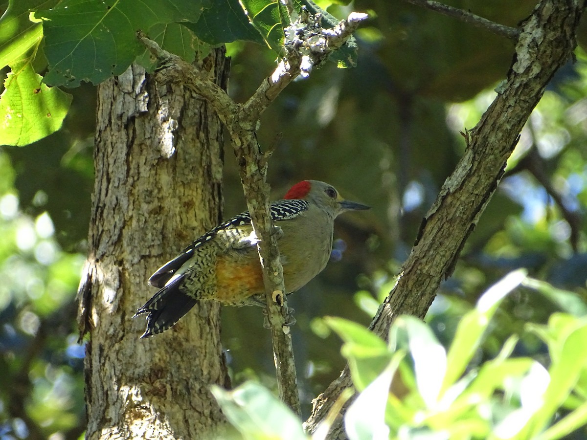 Golden-fronted Woodpecker - Angel Fong (Go Bird Honduras)