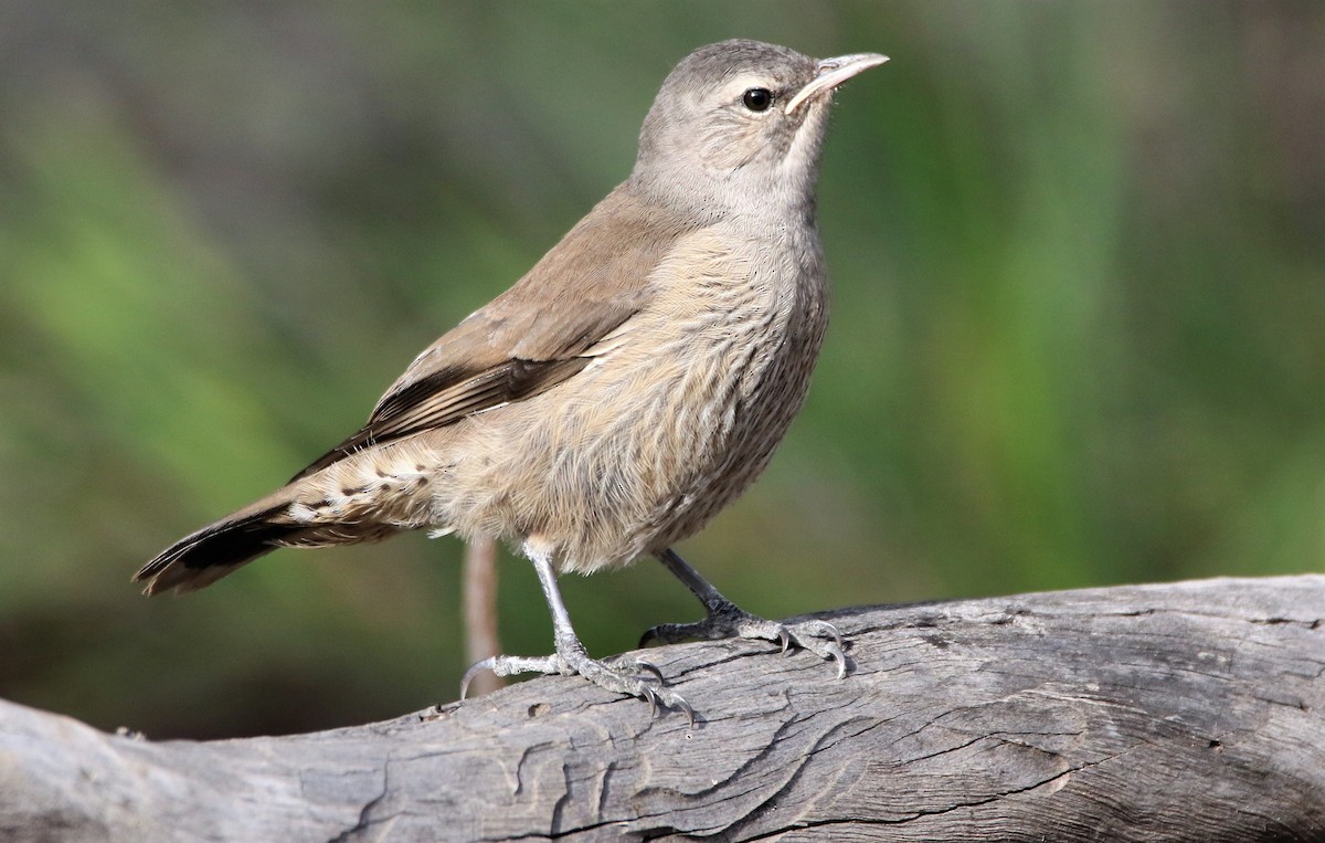 Brown Treecreeper - Thalia and Darren Broughton