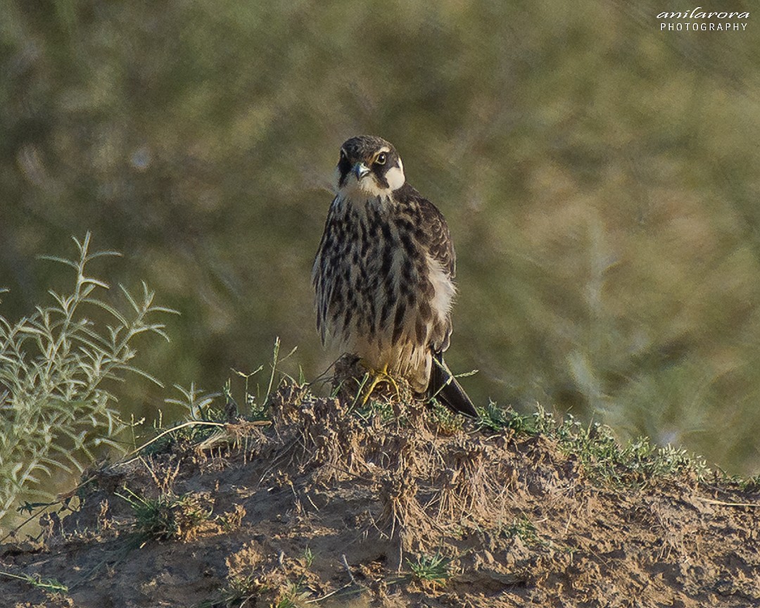 Eurasian Hobby - Anil Arora