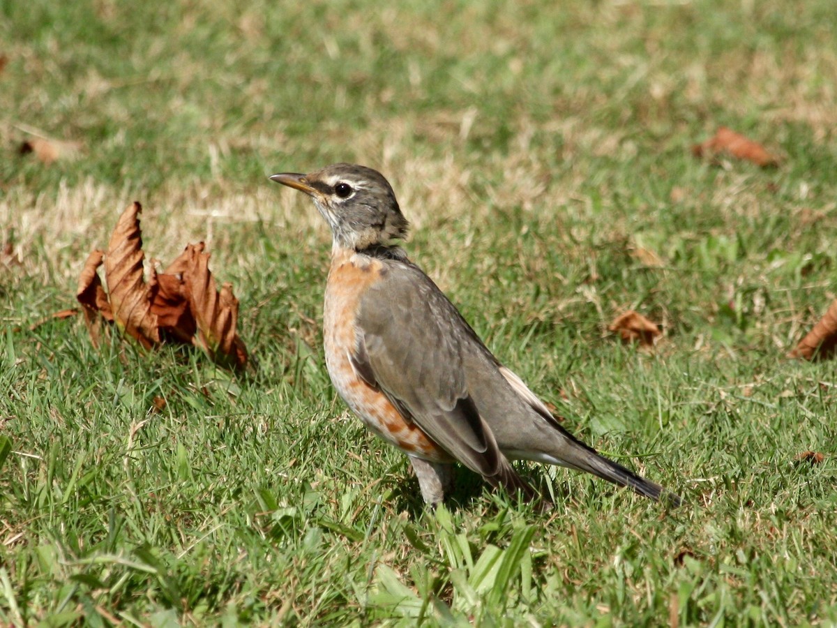 American Robin - ML266986431