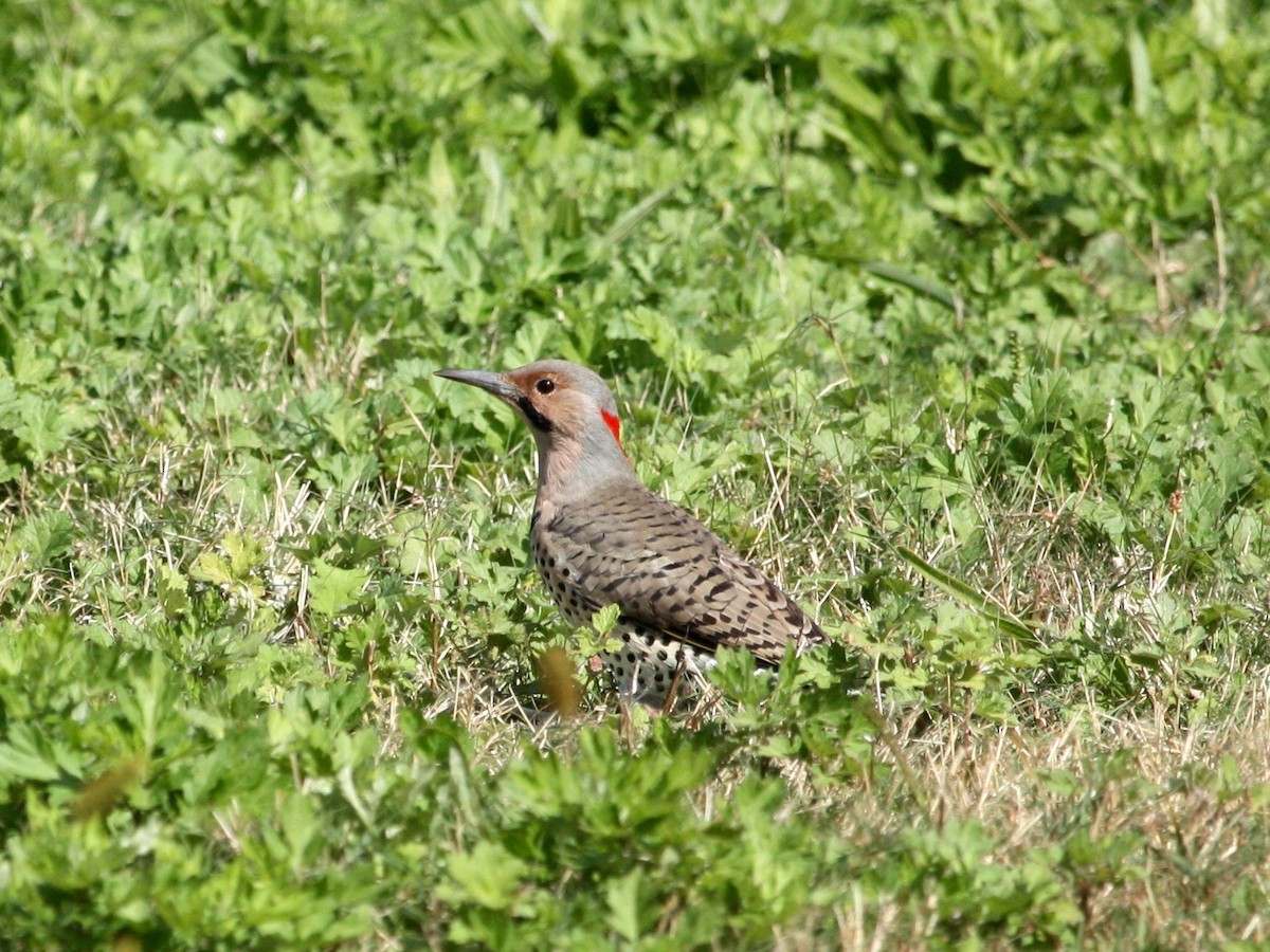 Northern Flicker (Yellow-shafted) - ML266986461
