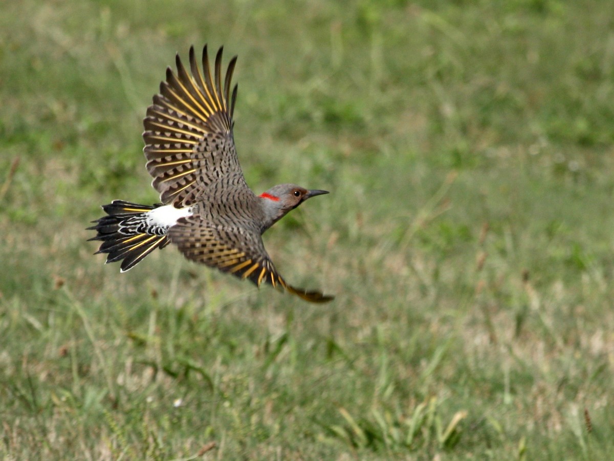 Northern Flicker (Yellow-shafted) - Loyan Beausoleil