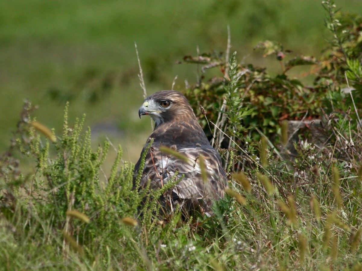 Red-tailed Hawk - ML266986521
