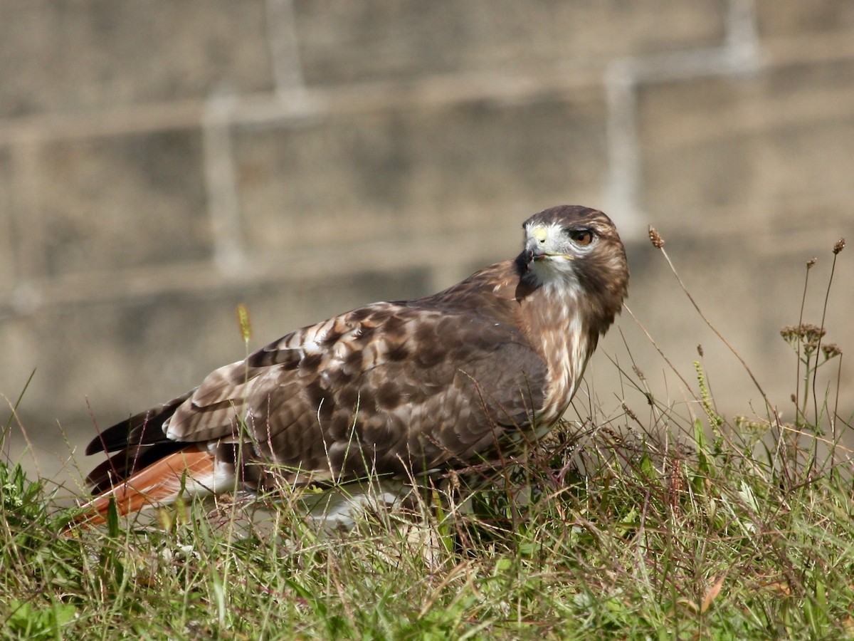 Red-tailed Hawk - Loyan Beausoleil