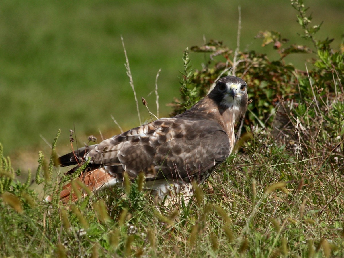 Red-tailed Hawk - ML266986541