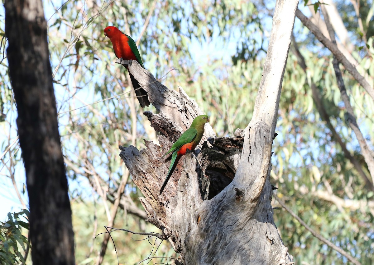 Australian King-Parrot - ML266988691