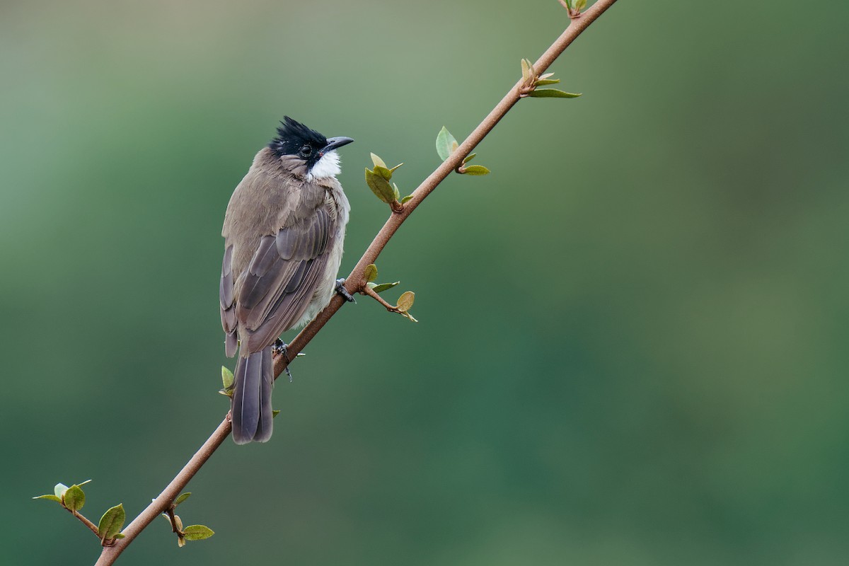 Brown-breasted Bulbul - Vincent Wang