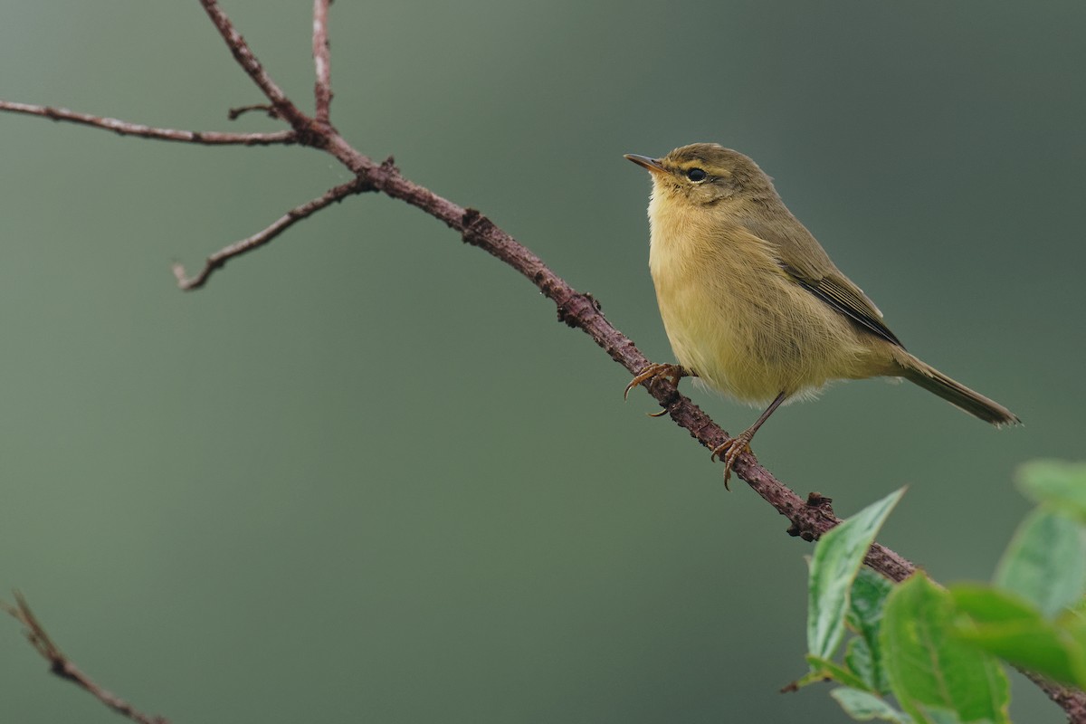 Buff-throated Warbler - Vincent Wang