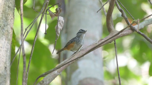 Peruvian Warbling-Antbird - ML266989801
