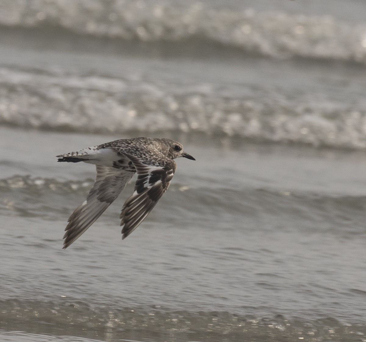 Black-bellied Plover - ML266991441