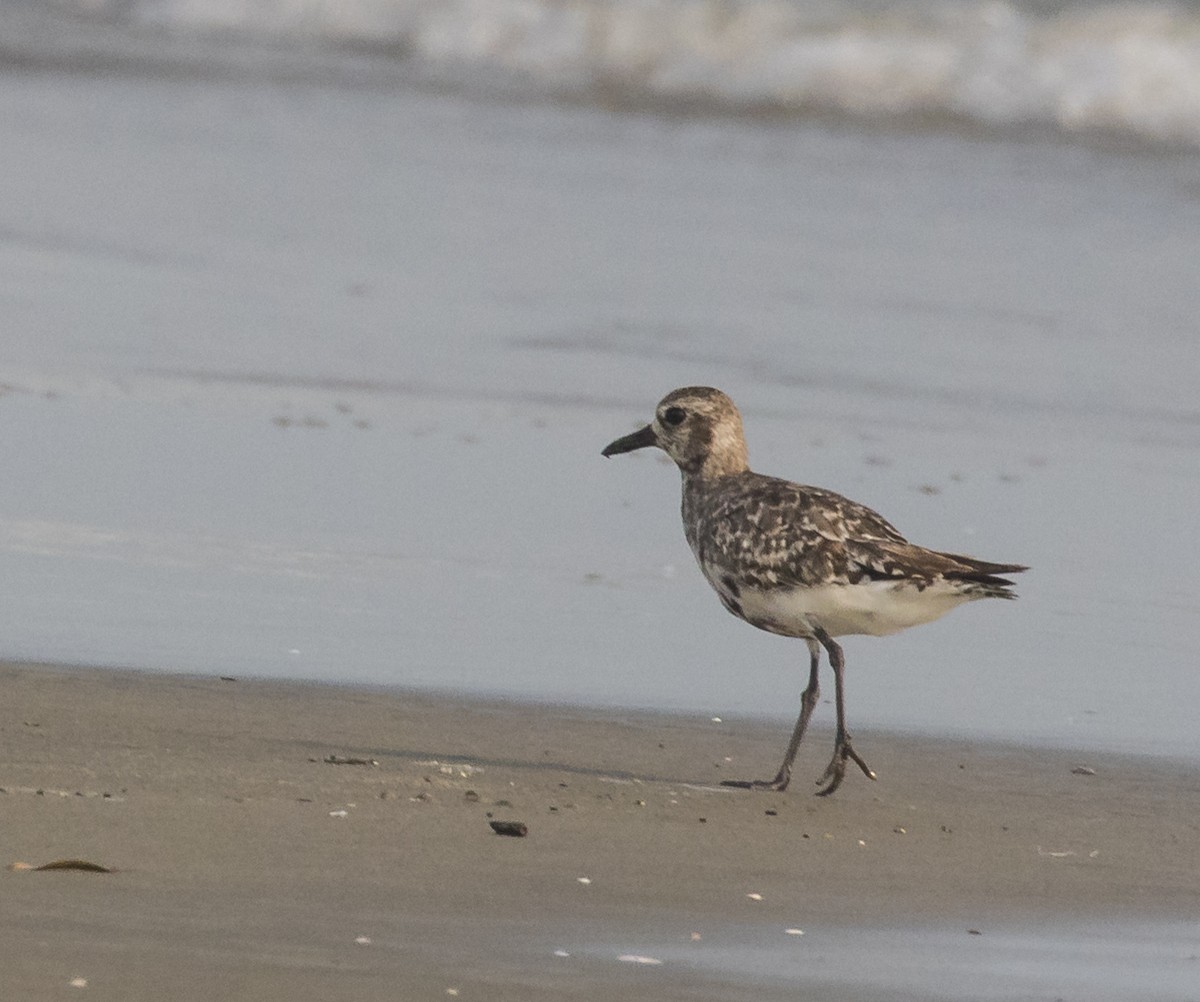 Black-bellied Plover - ML266991451