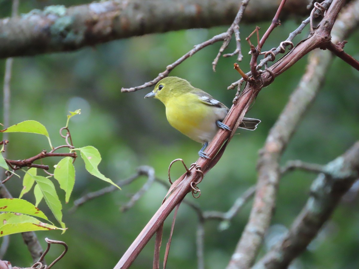 Vireo Gorjiamarillo - ML266991531