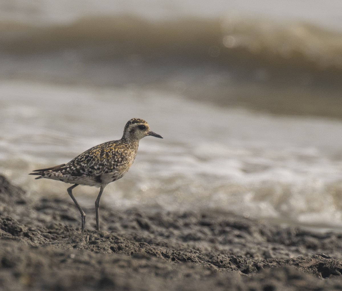 Pacific Golden-Plover - ML266991591