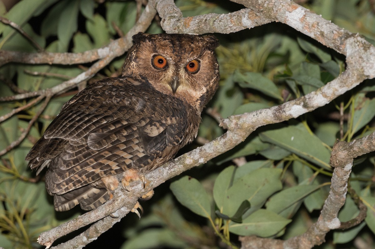 Japanese Scops-Owl - Yann Muzika