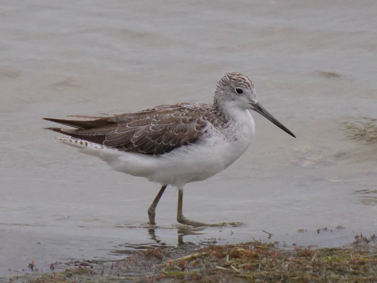 Common Greenshank - Peter Lowe