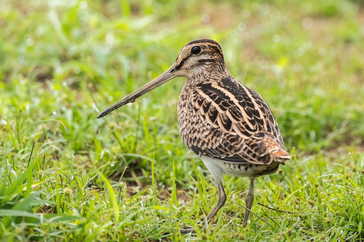 Swinhoe's Snipe - Yann Muzika