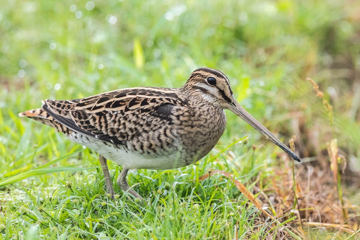 Swinhoe's Snipe - Yann Muzika