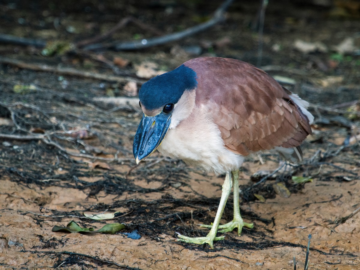 Boat-billed Heron (Southern) - ML266996091