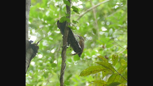 Zimmer's Woodcreeper - ML266996791