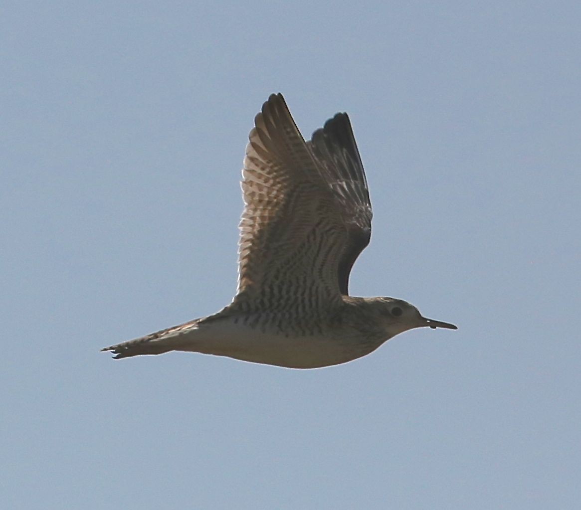 Upland Sandpiper - ML26699731