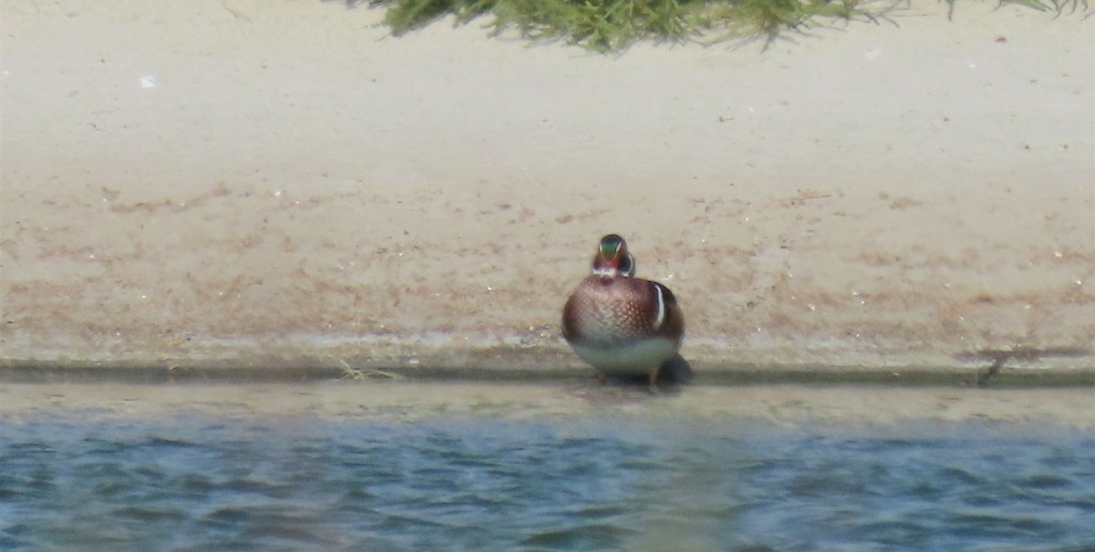 Wood Duck - ML267001141