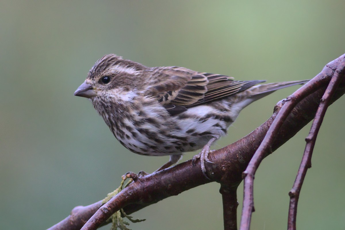Purple Finch - David Guertin