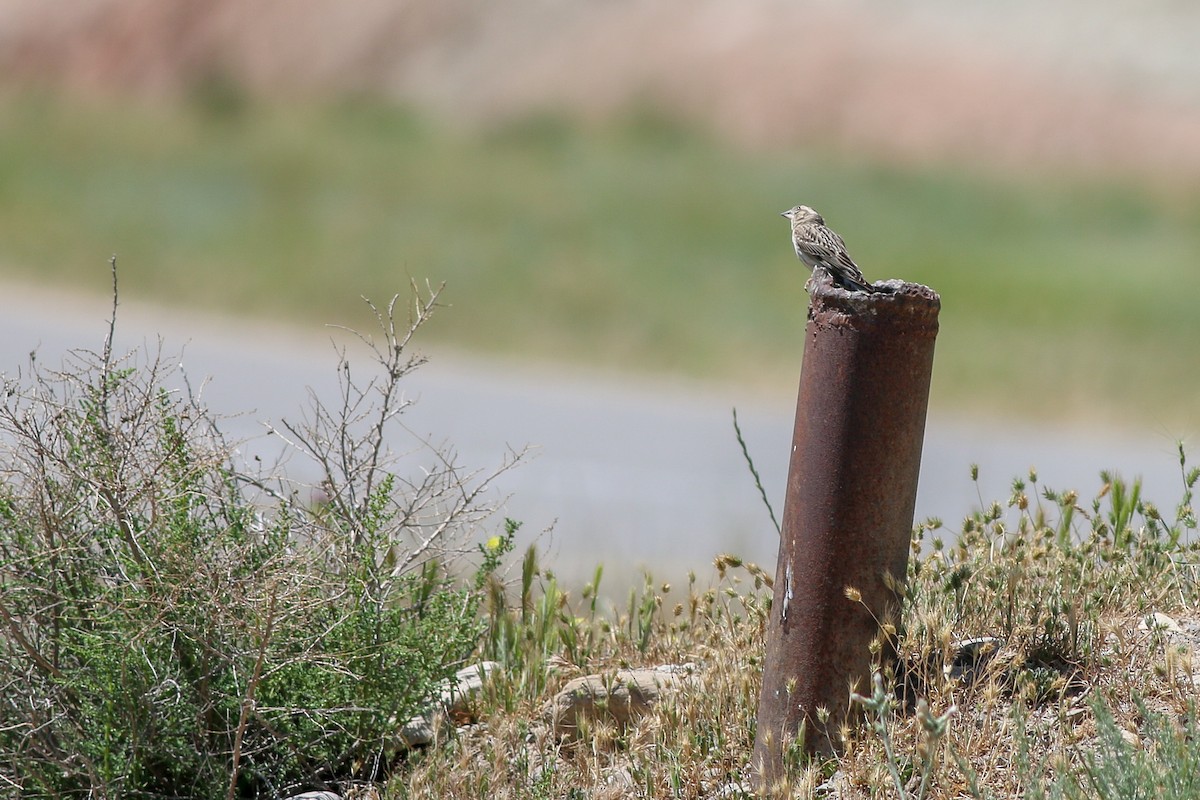 Rock Sparrow - ML267002391