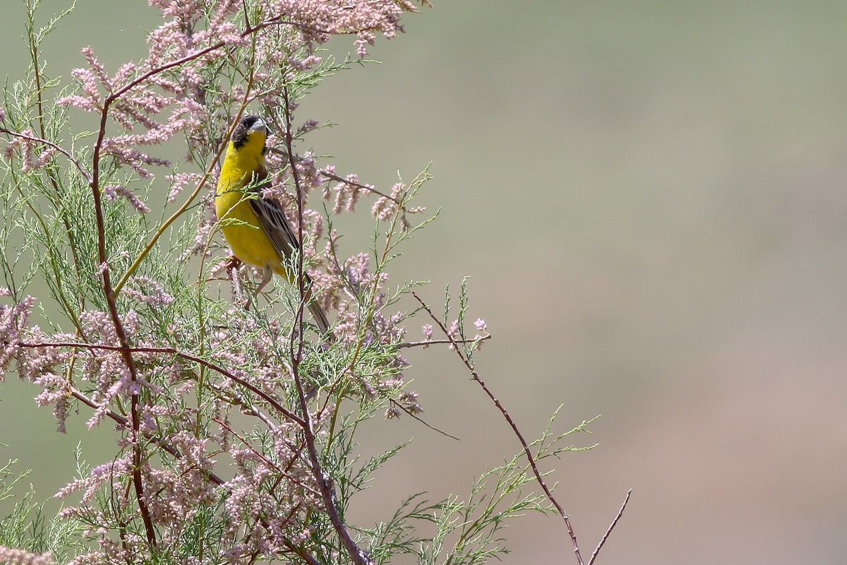 Black-headed Bunting - Jakub Macháň