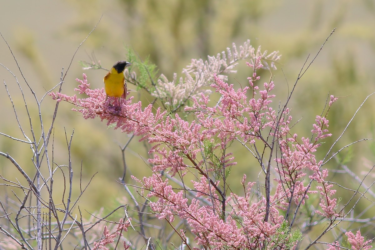 Black-headed Bunting - ML267002421