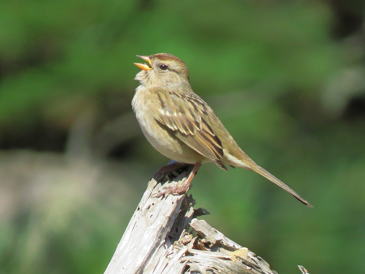 White-crowned Sparrow - ML267002851