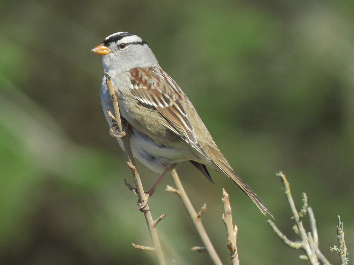 White-crowned Sparrow - ML267002871